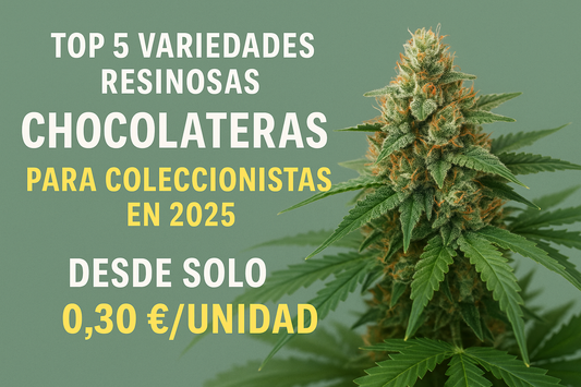 Imagen destacada con variedades chocolateras resinosas de 2025