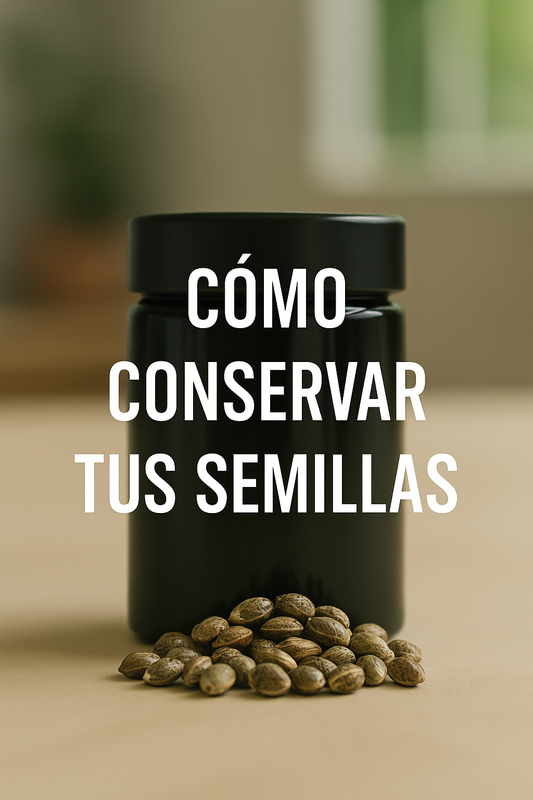Semillas de marihuana conservadas en tarro hermético en ambiente controlado