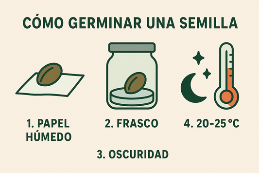 Ejemplo de error al germinar: exceso de humedad que impide el desarrollo correcto