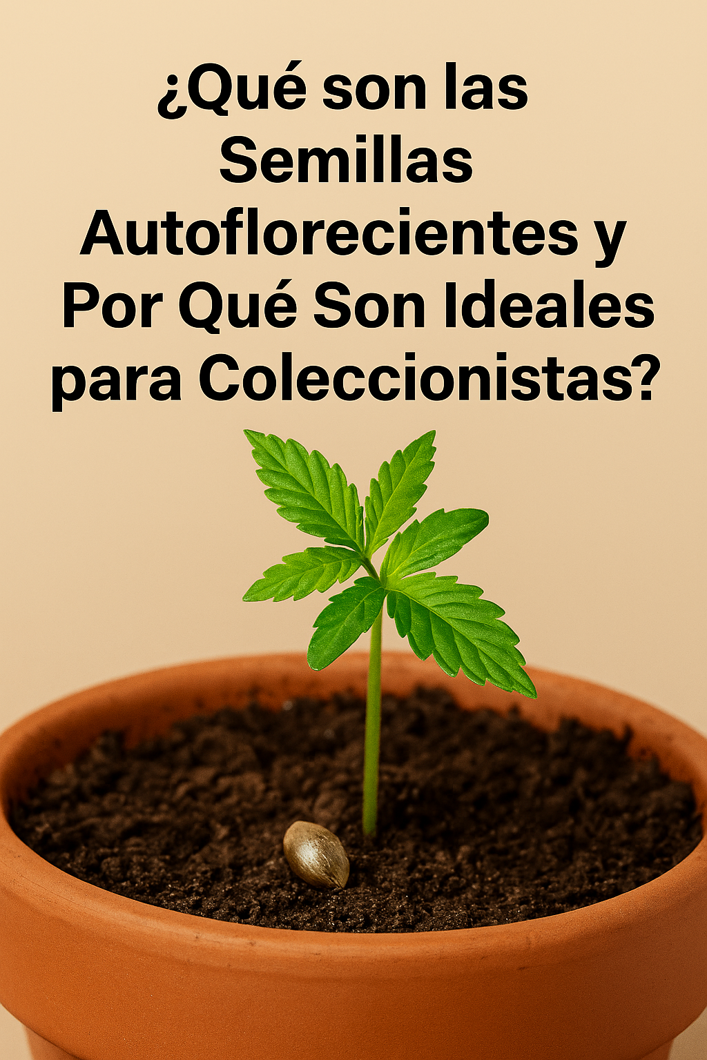 Semilla autofloreciente en tierra con hoja de cannabis – cultivo técnico para coleccionismo
