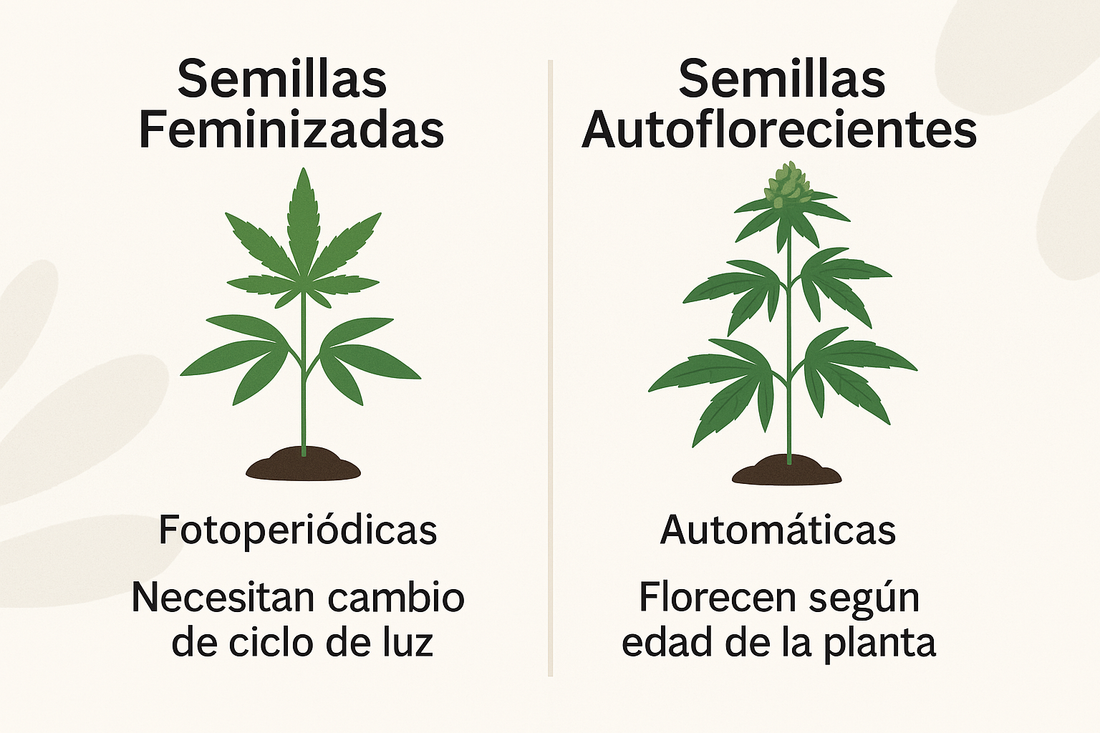 Comparación entre planta feminizada y planta autofloreciente de marihuana