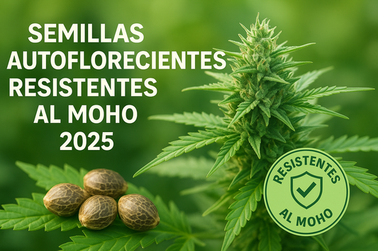 Semillas de marihuana autoflorecientes resistentes al moho 2025 sobre hoja verde con planta sana al fondo
