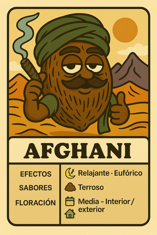 Semillas Afghani con efecto sedante y aroma terroso a hachís