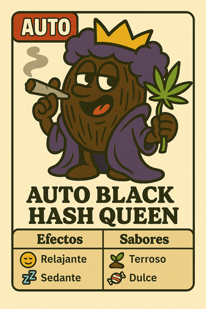 Semillas Auto Black Hash Queen con sabor a hachís y efecto relajante