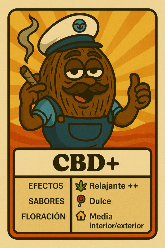 Semillas CBD+ con alto contenido en cannabidiol y efecto relajante