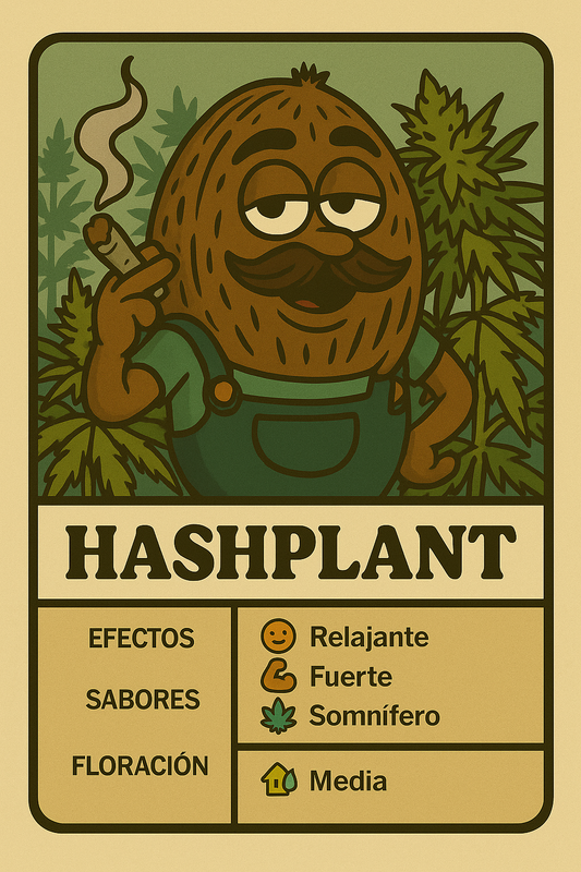 Semillas Hashplant con aroma a hachís clásico y efecto calmante