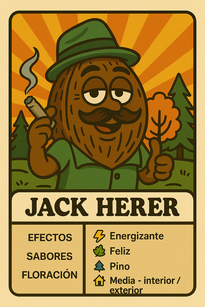 Semillas Jack Herer con efecto mental claro y sabor cítrico especiado