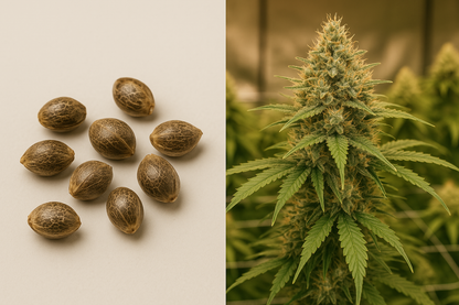 Amnesia Haze - Semillas Feminizadas Sativa con Efecto Energético y Duradero