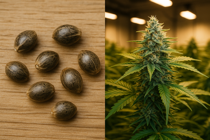 Auto Flower Berry – Aromática, relajante y perfecta para cultivar sin complicaciones