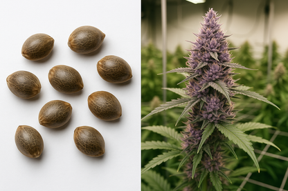 Auto Lavanda Spirit – Aroma floral relajante con efecto sedante y calmante