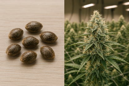 Auto Critical + Semillas Autoflorecientes Productivas y Fáciles de Cultivar