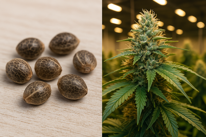 Critical + Semillas Feminizadas Rápidas, Productivas y Fáciles de Cultivar