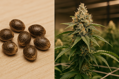 Girl Scout Cookies - Semillas Feminizadas Dulces, Potentes y Equilibradas