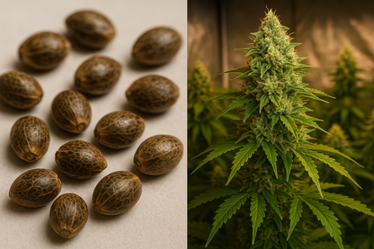 Green Poison - Semillas Feminizadas Rápidas y Productivas con Sabor Dulce