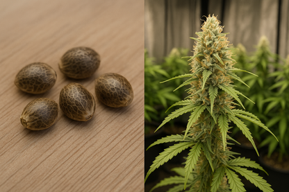 Kali Haze – Sativa potente, creativa y con sabor cítrico