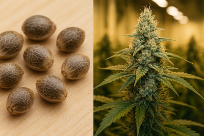 Moby Dick - Semillas Sativa Feminizadas Ultra Productivas y Potentes