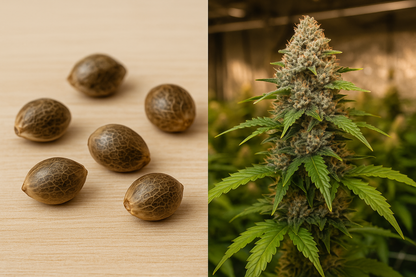 Shiskaberry – Índica afrutada, relajante y con sabor a frutos rojos