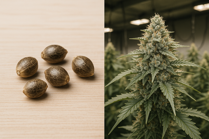 Strong Kush – Índica sedante, intensa y de sabor especiado