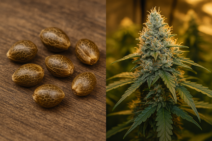 White Caramel – Dulzura, Relajación y Efecto Sedante